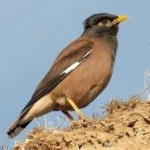 image of bird