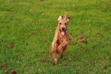 image of irish_terrier