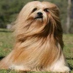 image of animal