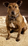 image of animal