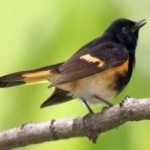 image of bird