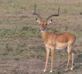 image of animal