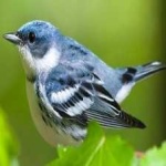image of bird