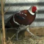 image of bird