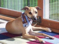 image of italian_greyhound