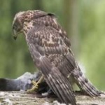 image of bird