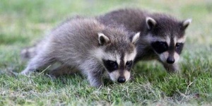 image of animal