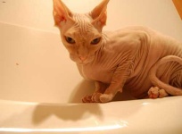 image of animal