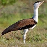 image of bird
