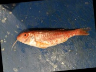 image of red_mullet #1