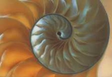 image of chambered_nautilus