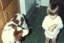 image of brittany_spaniel