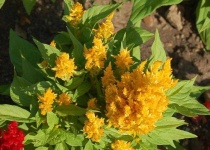 image of flower
