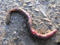 image of animal