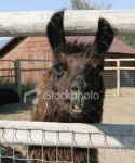 image of llama