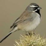 image of bird