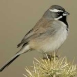 image of black_throated_sparrow #19