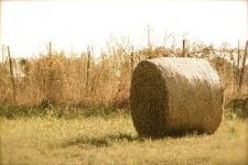 image of hay