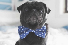 image of bowtie