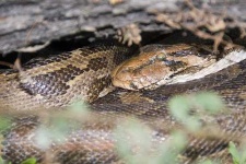 image of rock_python