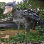 image of bird