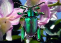 image of leaf_beetle