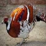 image of bird