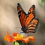 image of animal
