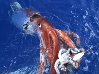 image of animal