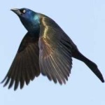 image of bird