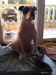image of animal