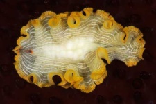 image of flatworm