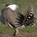 image of bird