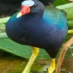 image of bird