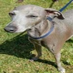 image of animal