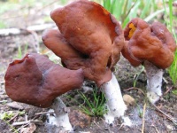 image of gyromitra