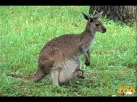 image of animal