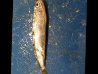 image of fish