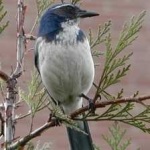 image of bird