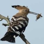 image of bird