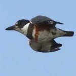 image of bird