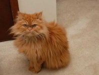 image of animal