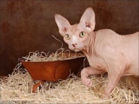 image of animal