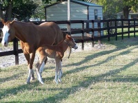 image of sorrel