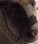 image of animal