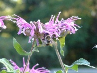 image of flower