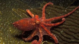 image of octopus