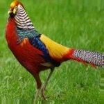 image of golden_pheasant #31