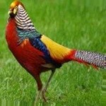 image of pheasant #31