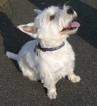 image of west_highland_white_terrier
